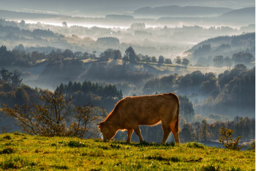vaca pastando en prados de Galicia